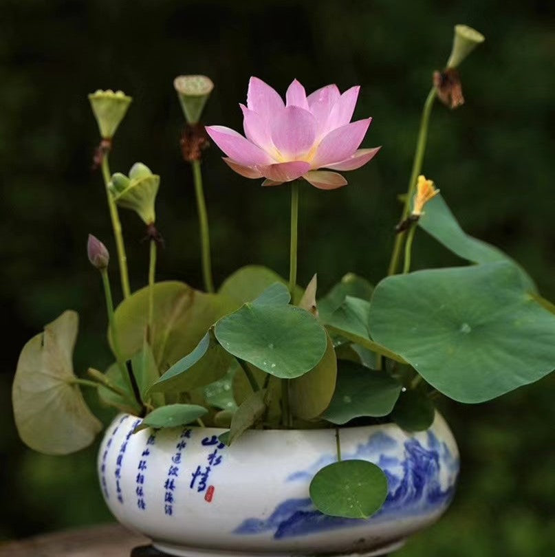 Hybrid Japanese Bonsai Lotus Seeds| š„FLAT 58% OFF SALEš„